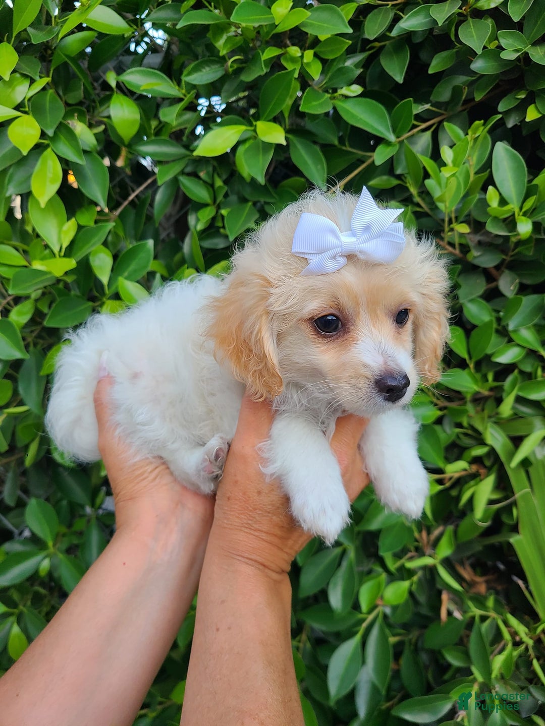 Maltipoo dogs for sale: Adorable Maltipoo - Image 1