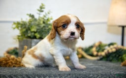 Cavalier King Charles Spaniel dogs for sale: Cora - Image 1