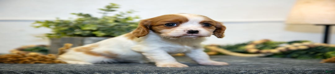 Cora
