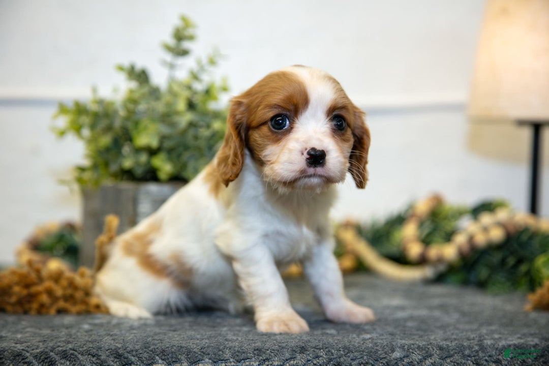 Cavalier King Charles Spaniel dogs for sale: Cora - Image 1
