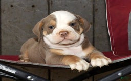 Beabull dogs for sale: Finn - Image 1