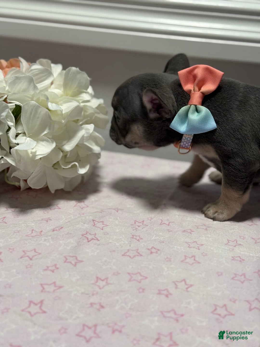 Frenchton dogs for sale: Willy - Image 3