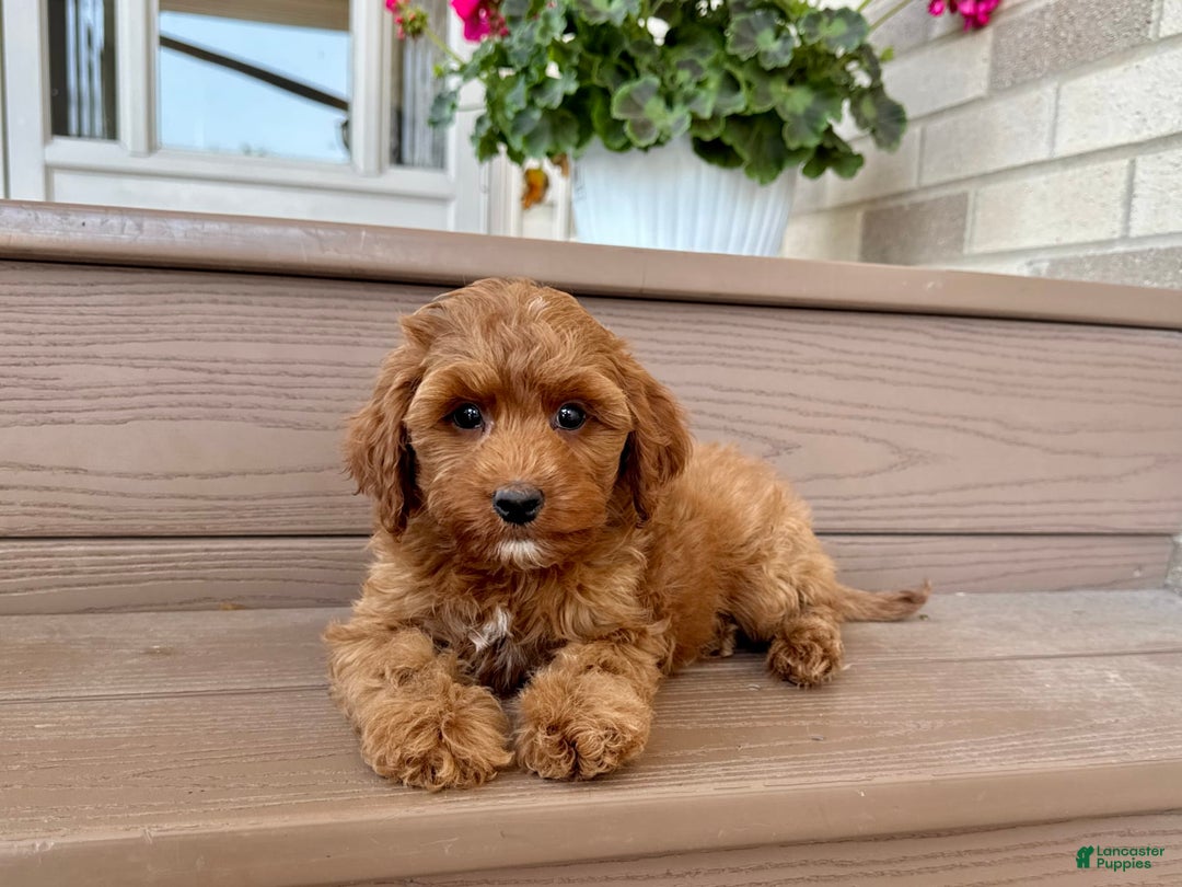 Cockapoo dogs for sale: Samantha - Image 2