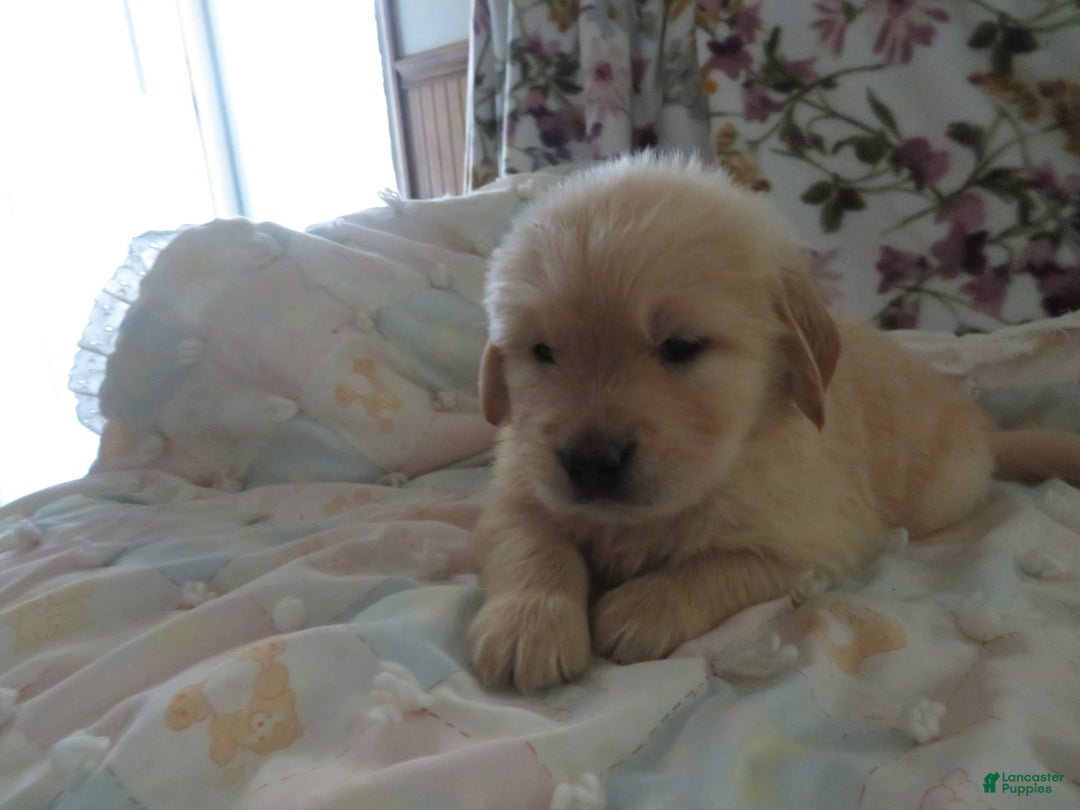 Golden Retriever dogs for sale: Hershey - Image 7