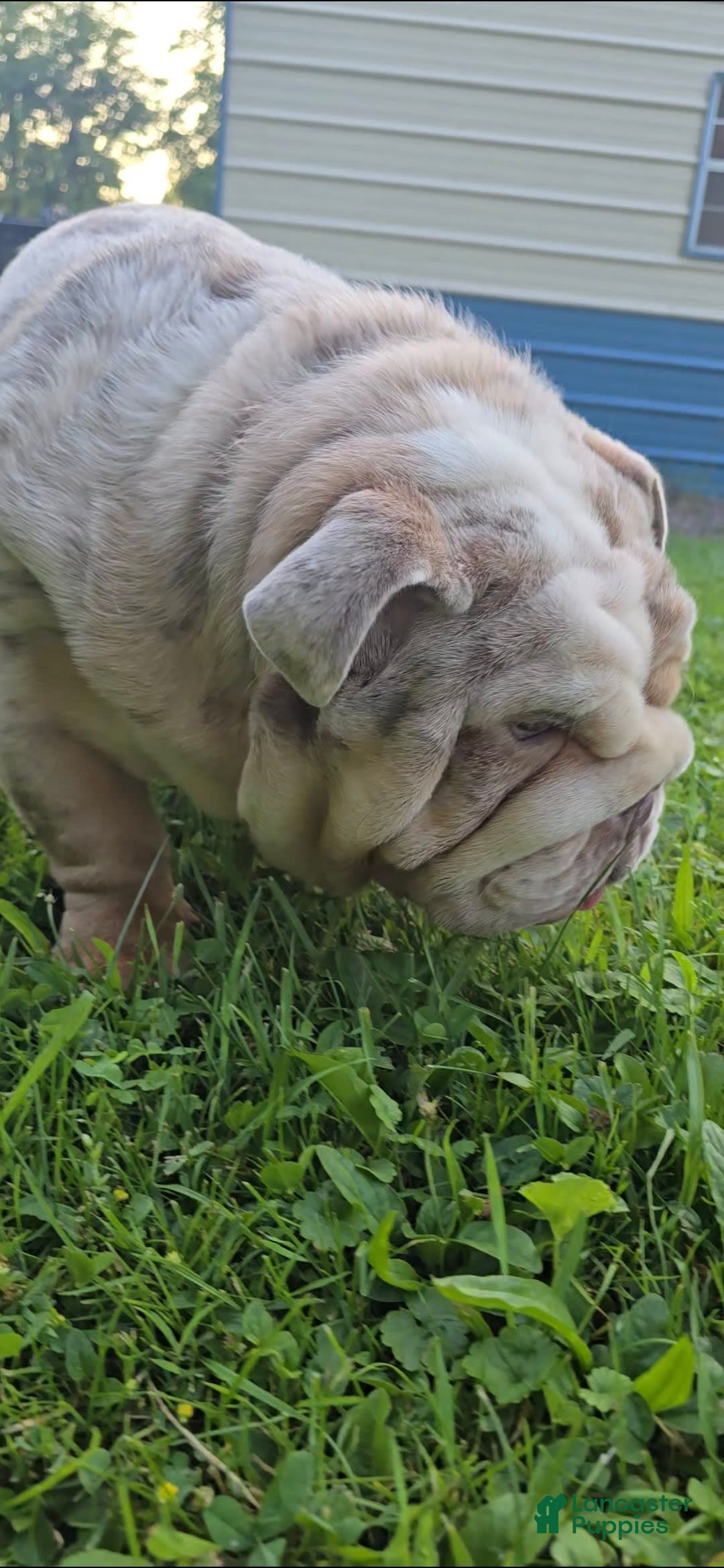 English Bulldog dogs for sale: Rj - Image 8