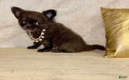 Chihuahua dogs for sale: Rare Blue Long Coat Boy - Image 5