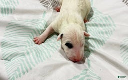 Bull Terrier dogs for sale: Target - Image 4