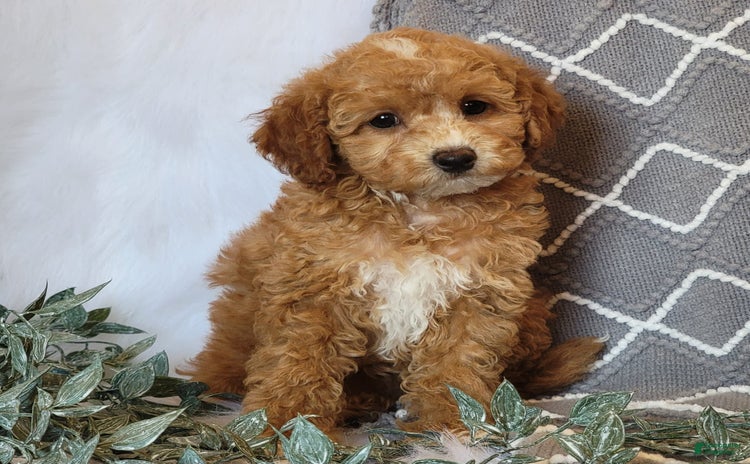 Cockapoo dogs for sale - Ad 4