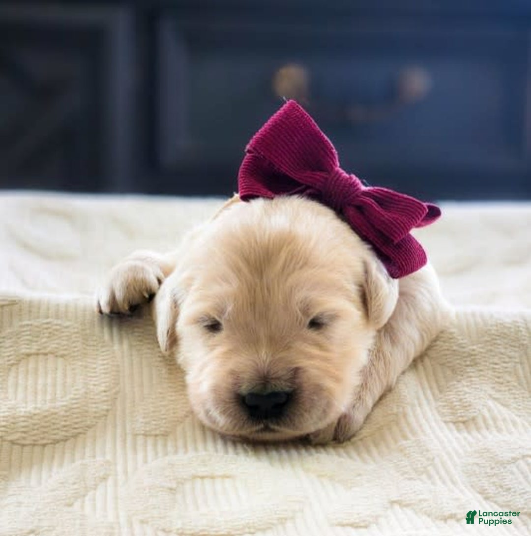 Golden Retriever dogs for sale: Nash - Image 2