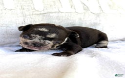 French Bulldog dogs for sale: Hope - Image 2