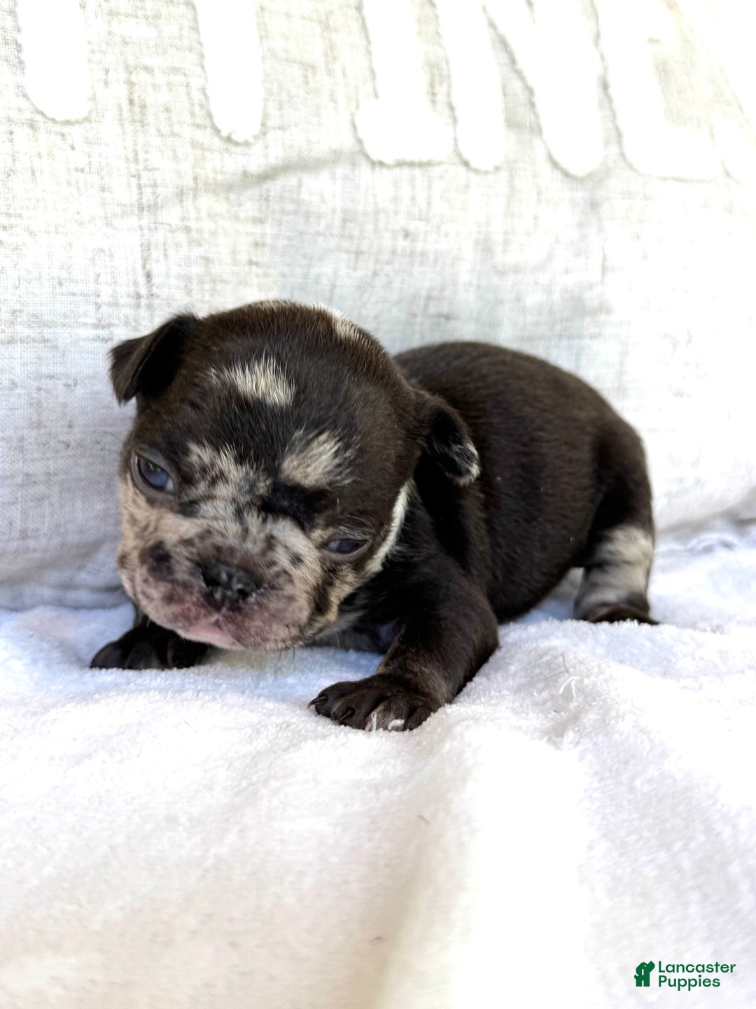 French Bulldog dogs for sale: Hope - Image 2