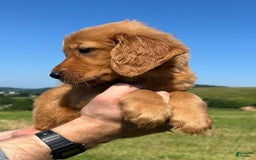 Golden Retriever dogs for sale: Rascal - Image 10
