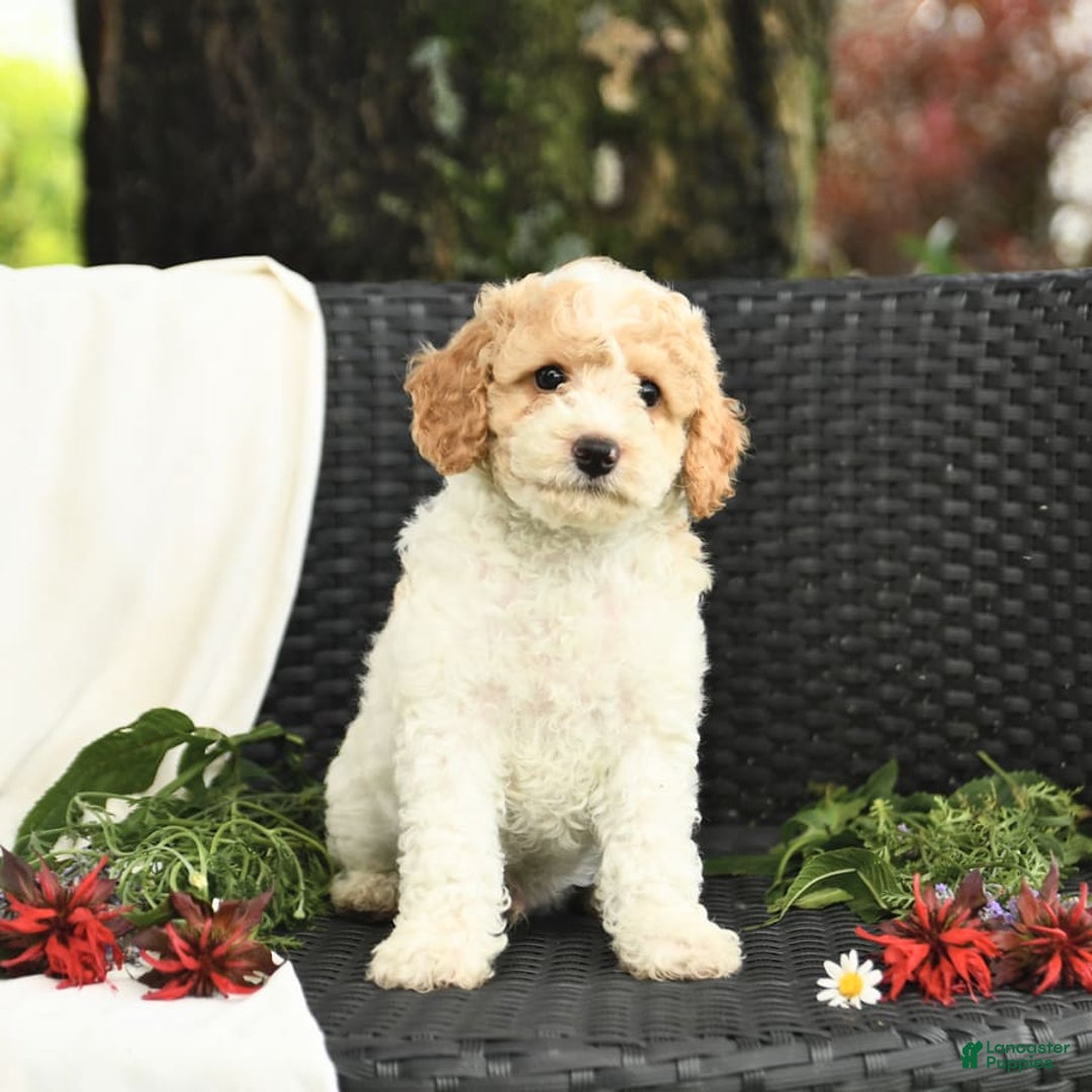 Cockapoo dogs for sale: Justin - Image 10