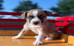Boxer dogs for sale: Penny - Image 3