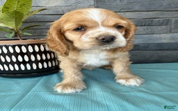 Cocker Spaniel dogs for sale: Tasha - Image 11