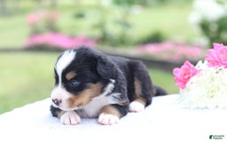 Bernese Mountain Dog dogs for sale: Phoebe AKC - Image 3