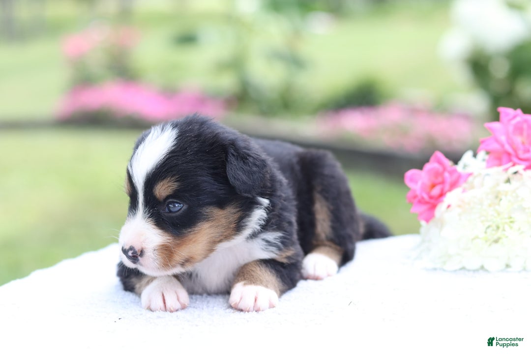 Bernese Mountain Dog dogs for sale: Phoebe AKC - Image 3