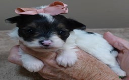 Yorkshire Terrier dogs for sale: Pappy Parti Girl - Image 5