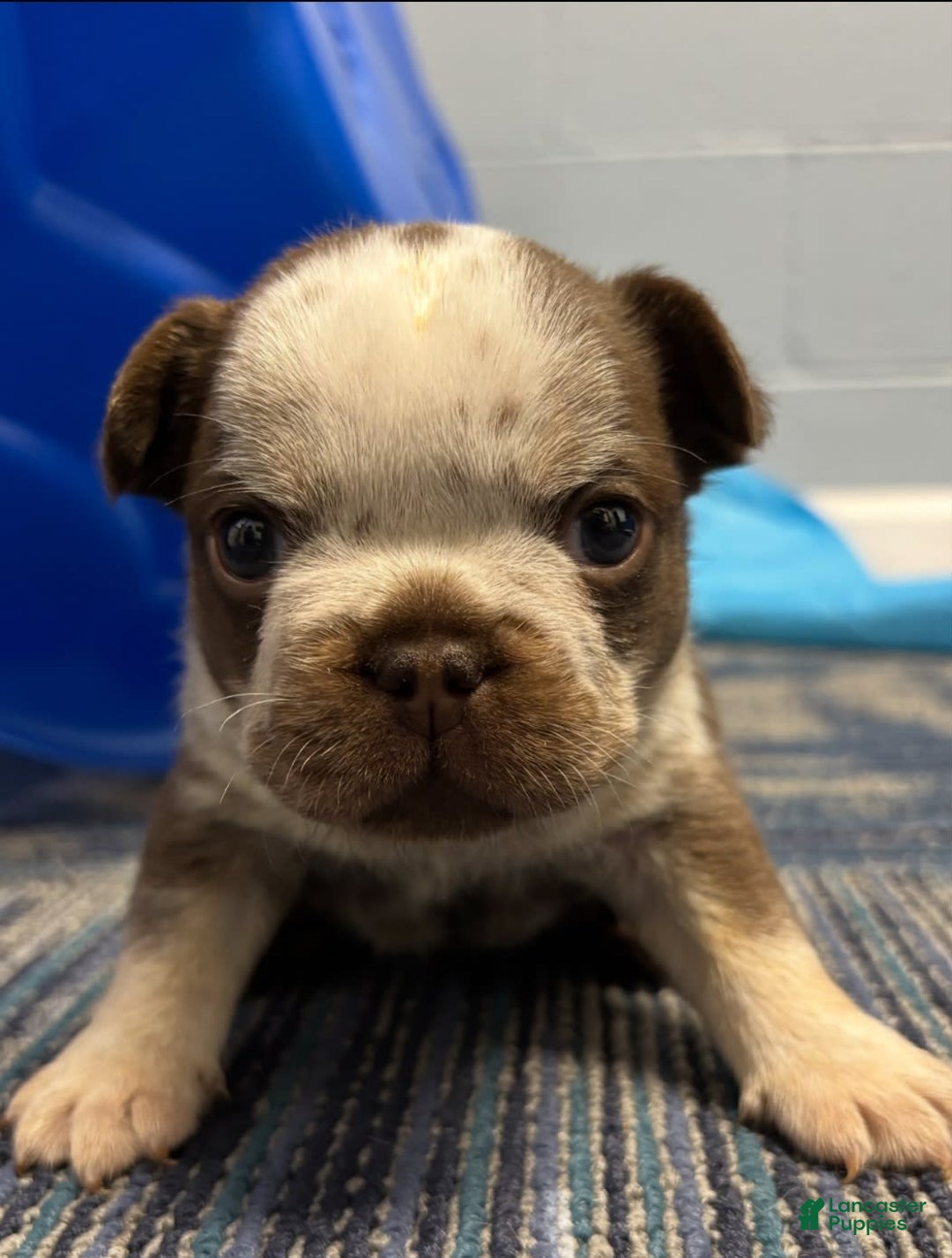 French Bulldog dogs for sale: Cowgirl - Image 1