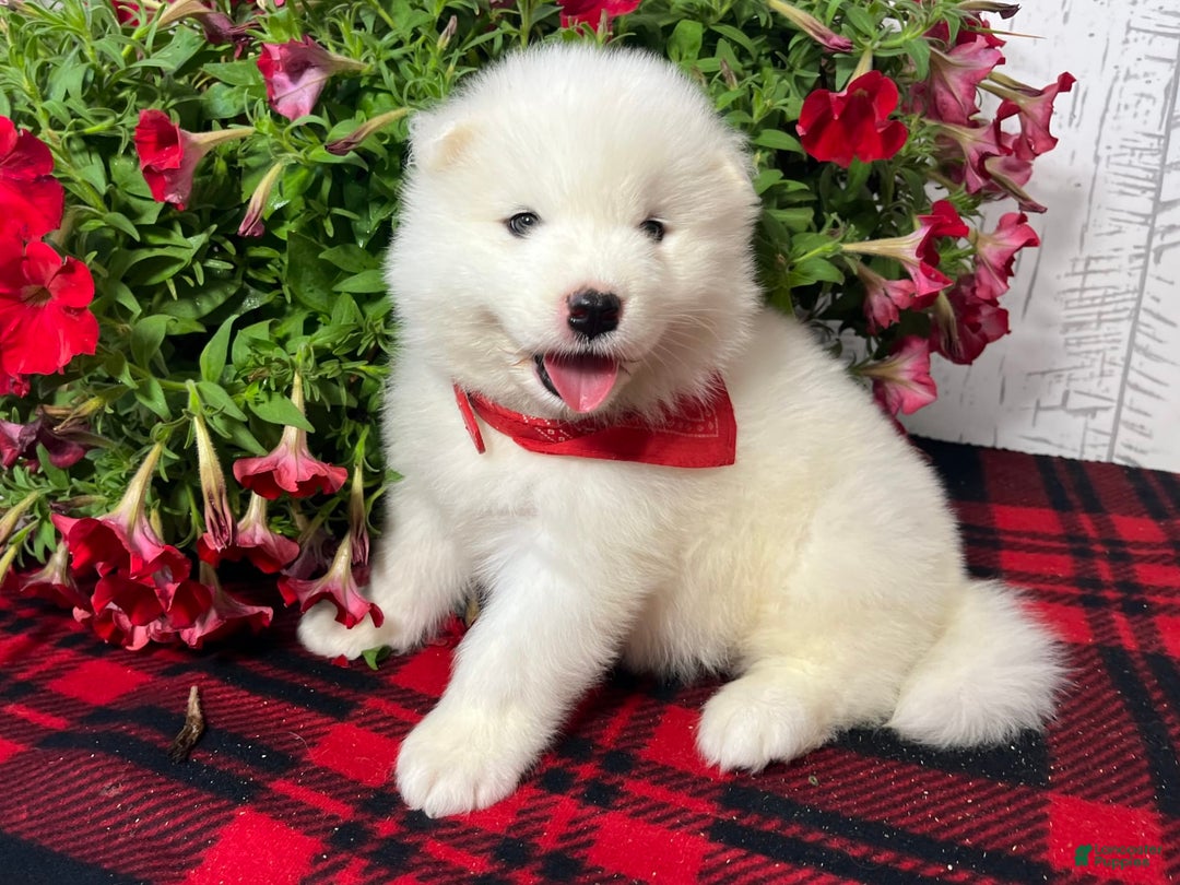 Samoyed dogs for sale: Chloe - Image 1