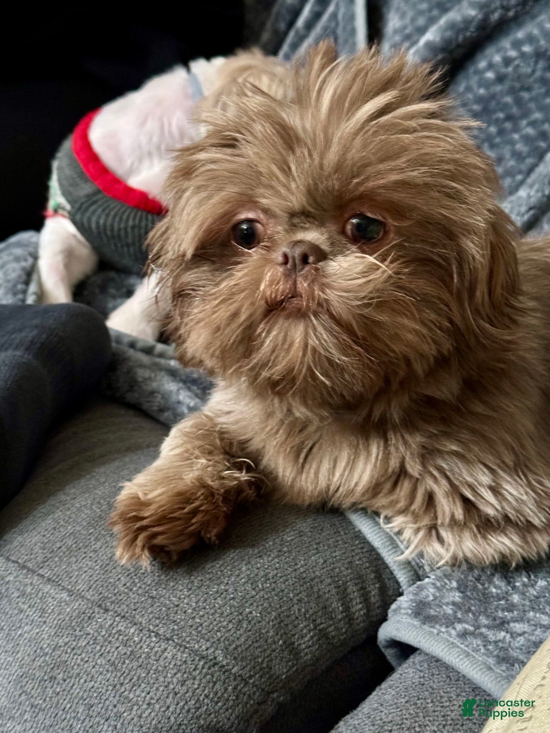 Shih Tzu dogs for sale: Independence - Image 5