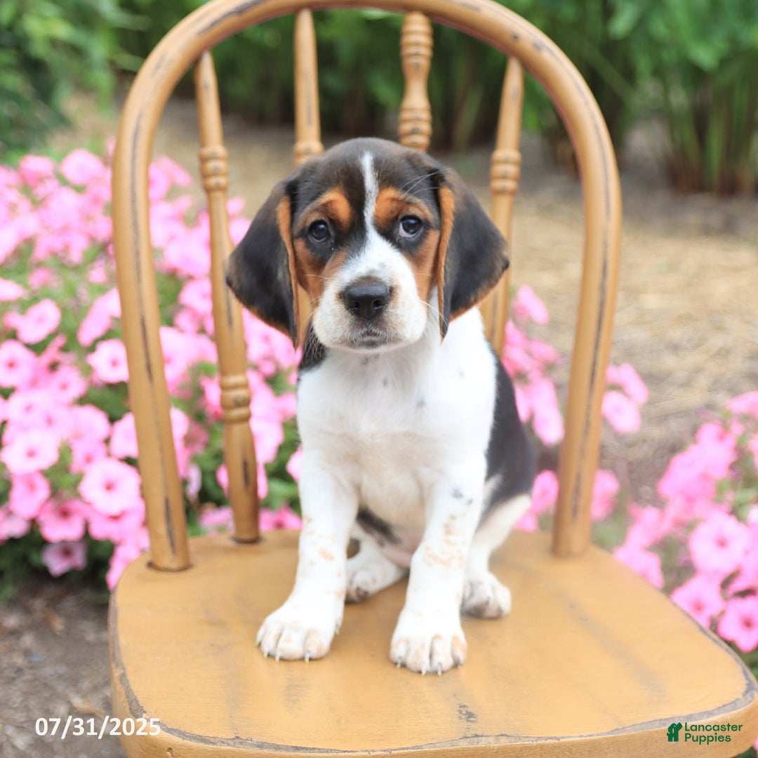 Beagle dogs for sale: Anthony - Image 1