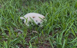 Shiba Inu dogs for sale: Yuki - Image 2