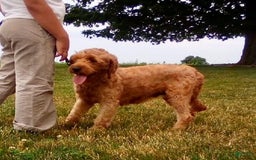 Mini Goldendoodle dogs for sale: Lemon - Image 13