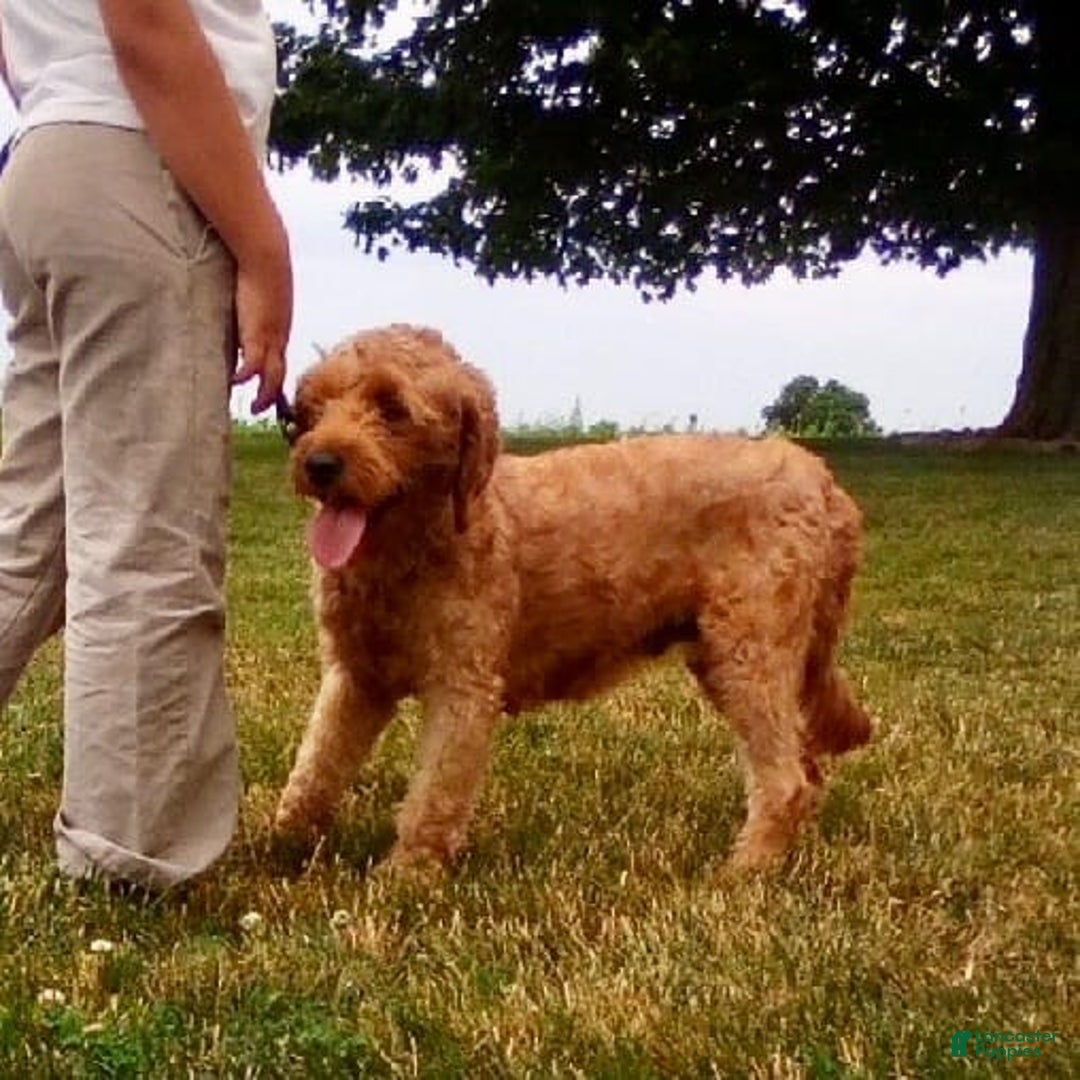 Mini Goldendoodle dogs for sale: Lemon - Image 13