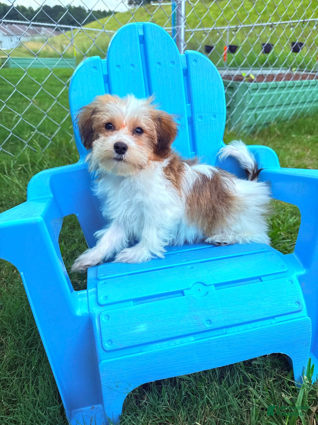 Havanese dogs for sale: Fefe Chanel - Image 2