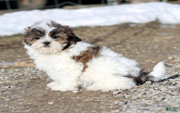 Shihpoo dogs for sale: Anya - Image 6