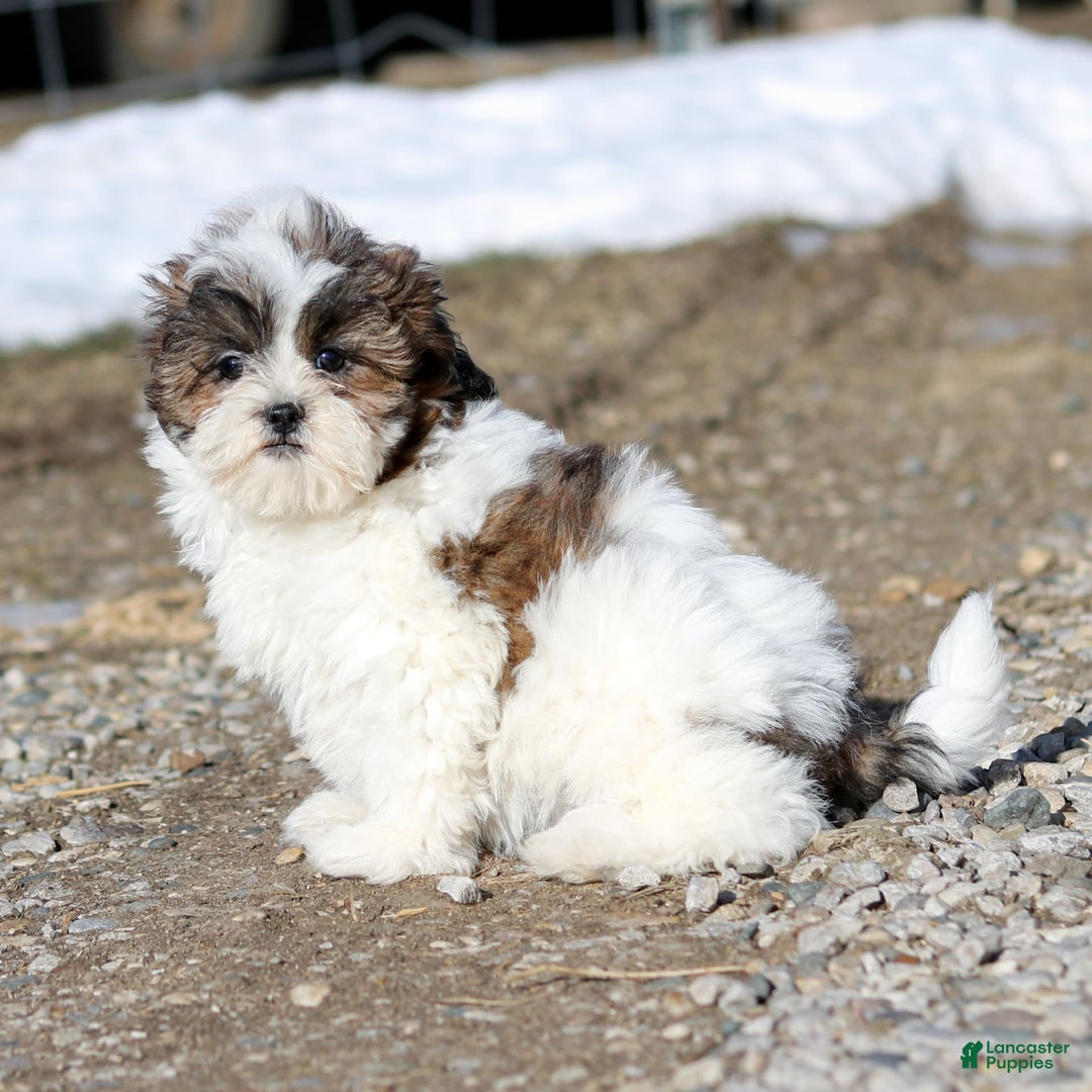 Shihpoo dogs for sale: Anya - Image 6