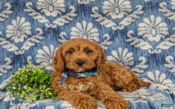 Cockapoo dogs for sale: Fitzgerald - Image 8