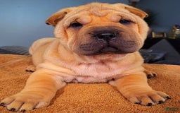 Shar Pei dogs for sale: Rolo - Image 1