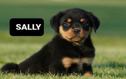 Rottweiler dogs for sale: Sally - Image 2