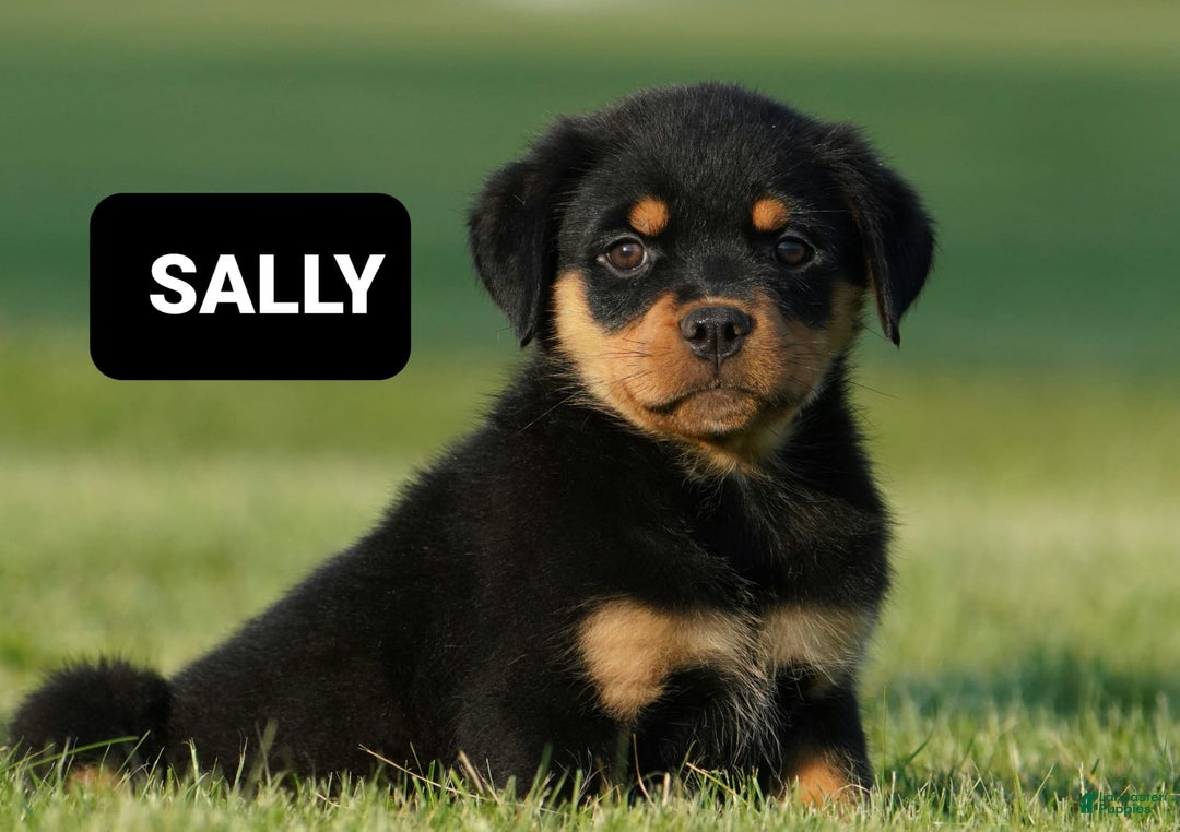 Rottweiler dogs for sale: Sally - Image 2