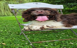 Cocker Spaniel dogs for sale: Benji - Image 7