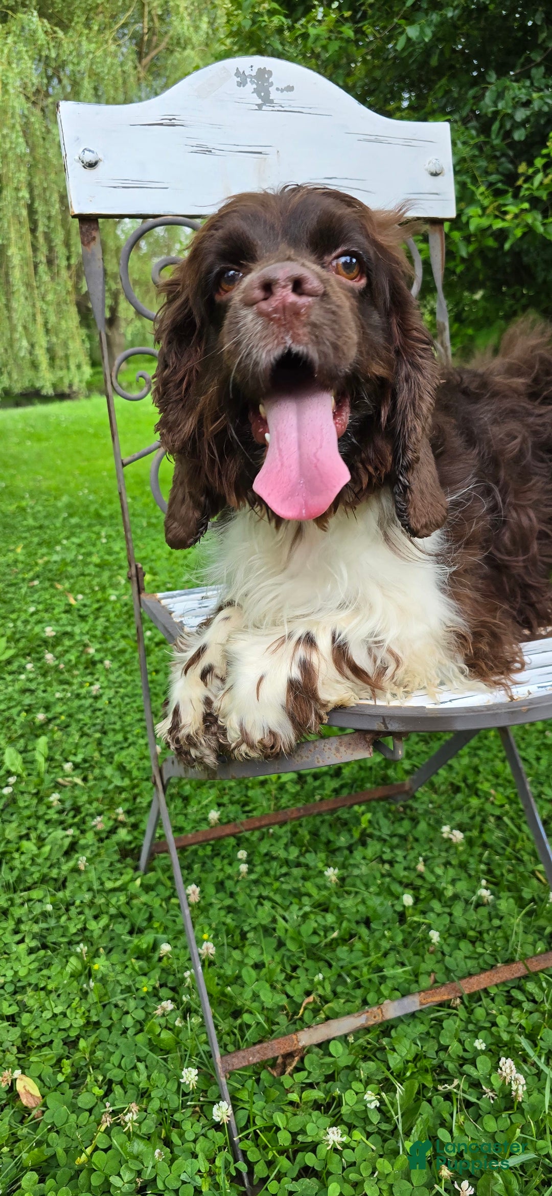 Cocker Spaniel dogs for sale: Benji - Image 7