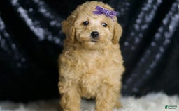 Miniature Poodle dogs for sale: Paris - Image 7