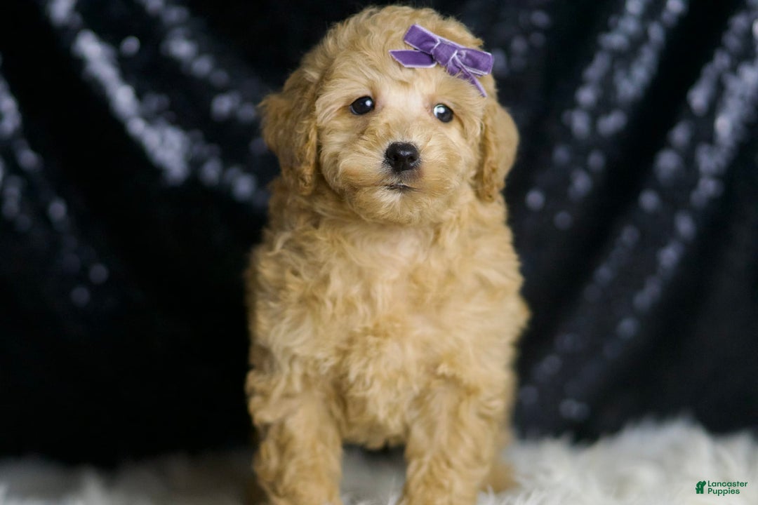 Miniature Poodle dogs for sale: Paris - Image 7