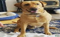 Labrador Retriever dogs for sale: Rapunzal - Image 13
