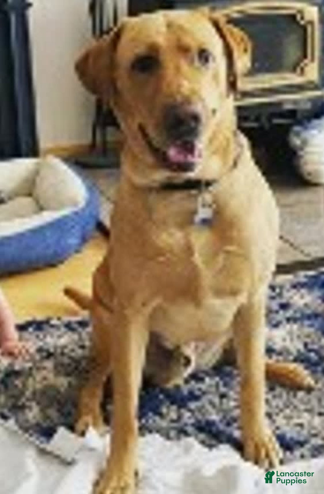 Labrador Retriever dogs for sale: Rapunzal - Image 13
