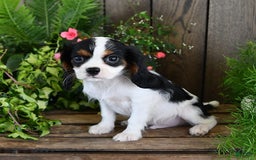 Cavalier King Charles Spaniel dogs for sale: Jace - Image 4