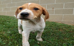 Beagle dogs for sale: Cookie - Image 10