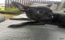 French Bulldog dogs for sale: French Bulldog 6 puppies - Image 9