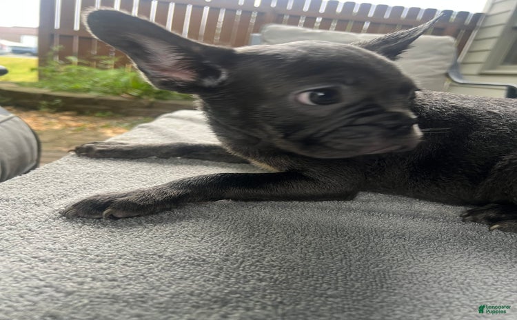 French Bulldog dogs for sale - Ad 2