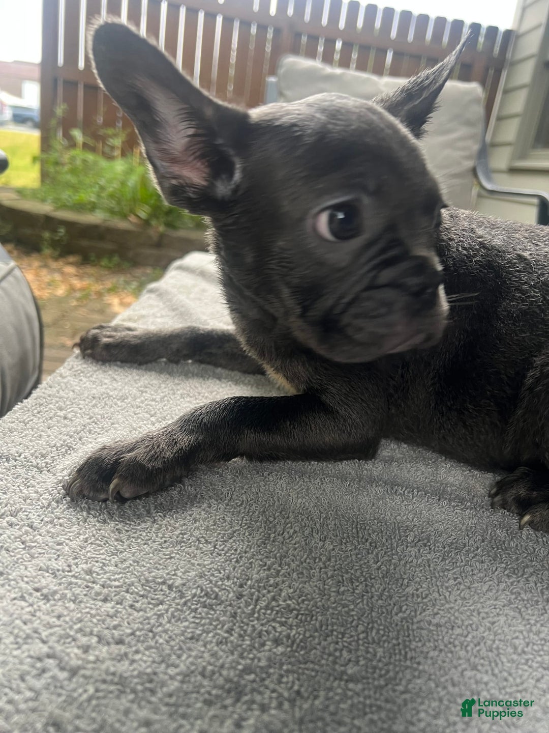 French Bulldog dogs for sale: French Bulldog 6 puppies - Image 9