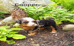 Mini Bernedoodle dogs for sale: Cooper - Image 4