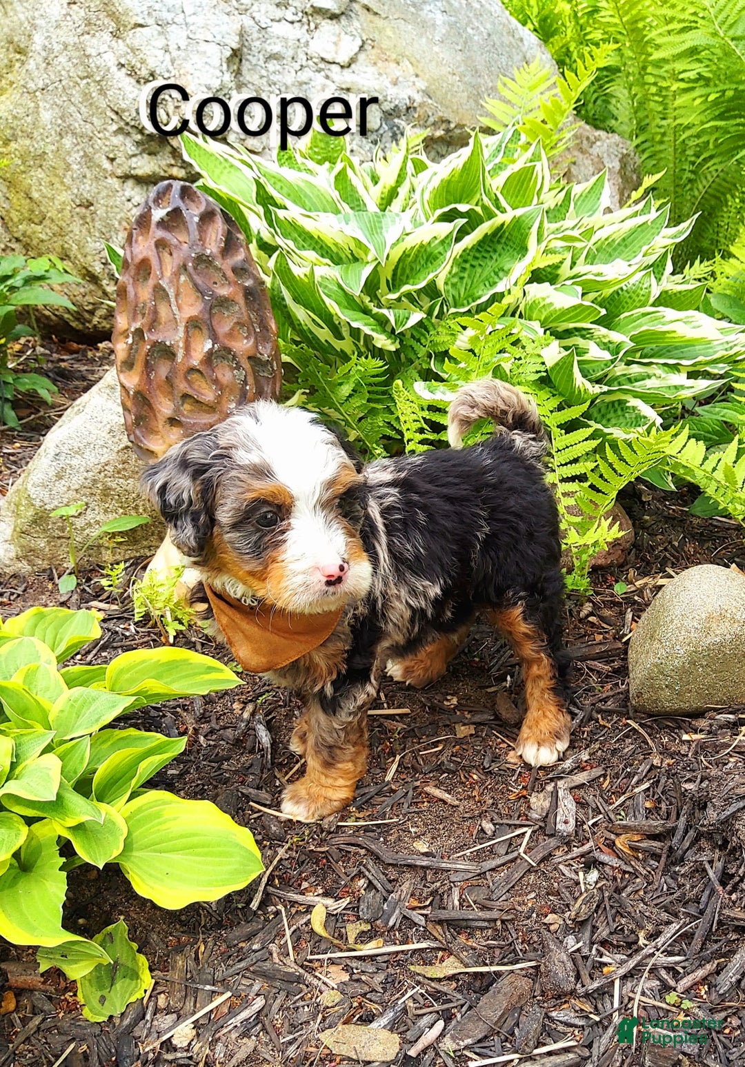 Mini Bernedoodle dogs for sale: Cooper - Image 4
