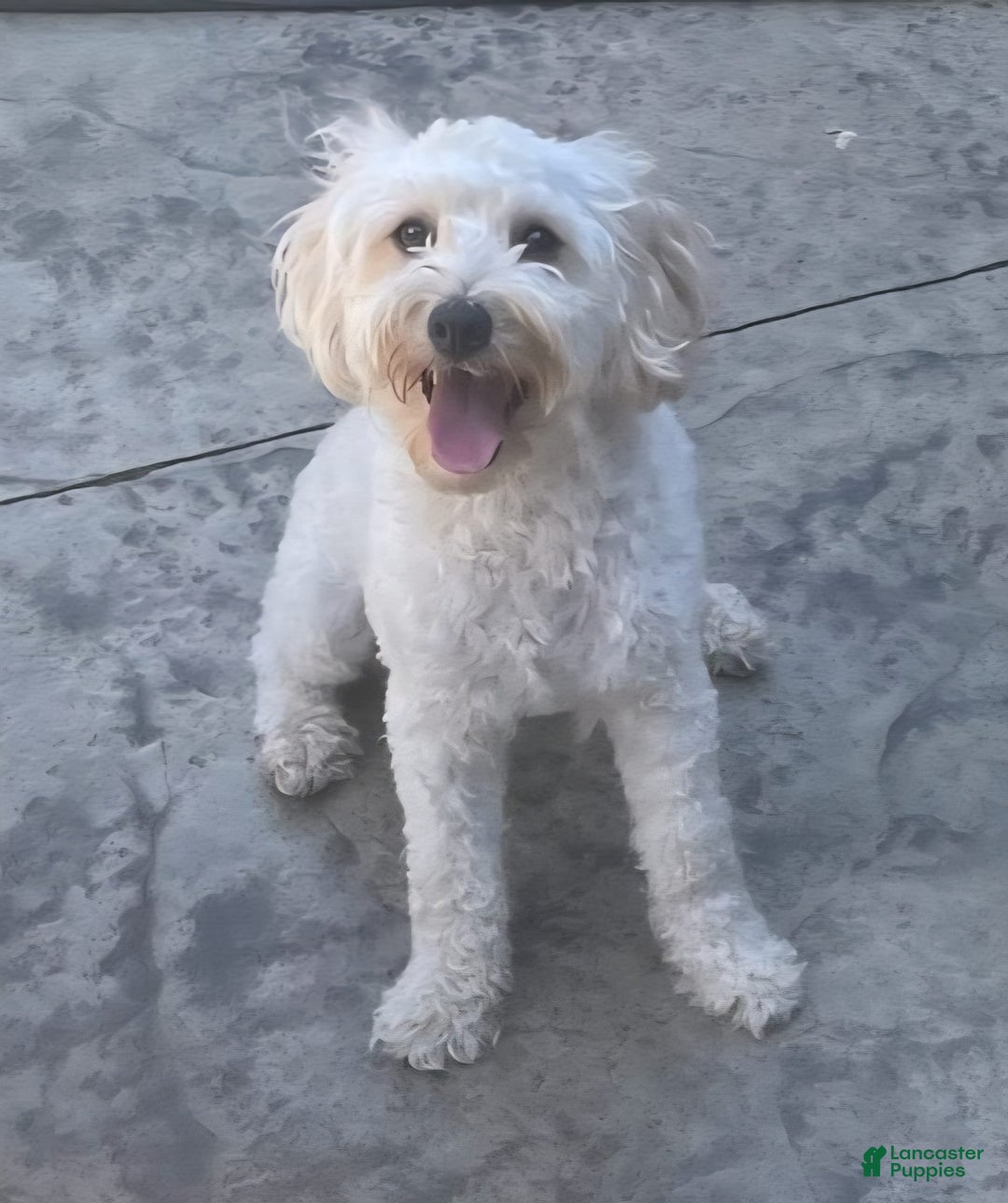 Mini Goldendoodle dogs for sale: Bella - Image 6